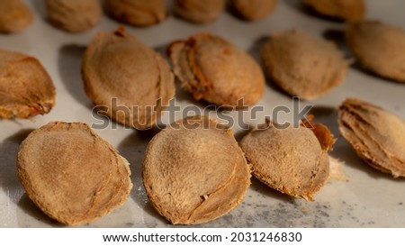 macro shot of apricot kernels, known for their anticancer properties, are dried in the sun. Royalty-Free Stock Photo #2031246830