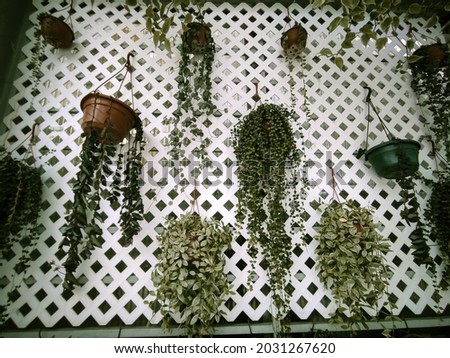 Hanging ornamental plants as home wall decoration.
