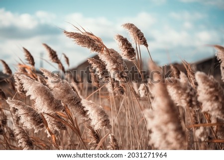 Pampas grass outdoor in light pastel colors. Dry reeds boho style. Royalty-Free Stock Photo #2031271964