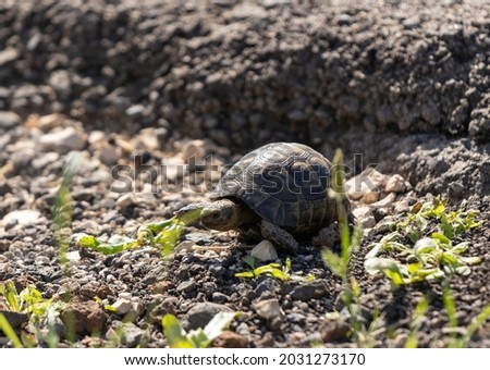 An small earthen turtle crawls in the early morning on rocky ground in a forest in the Golan Heights, in northern Israel