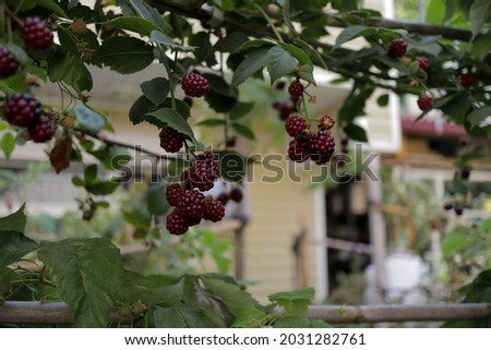 Raspberries on a tree with leaves in an anatolian town