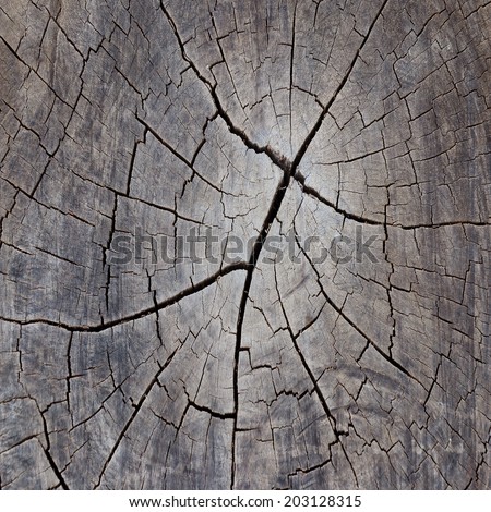 Old Wood texture of cut tree trunk, close-up