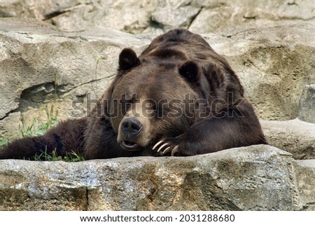              big brown bear is lying on a big stone                   Royalty-Free Stock Photo #2031288680