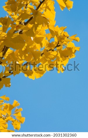 Yellow ginkgo tree and blue sky
