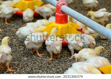 View of baby chicken in big poultry farm. Little birds eating grain from the special feeder. Agricultural business concept