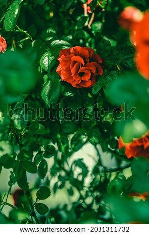 Blooming roses in beautiful flower garden as floral background.