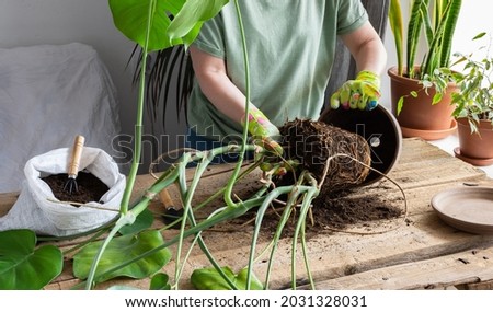 Woman replanting a homemade Monstera flower into a large clay pot, a wooden table with flowers near the window Royalty-Free Stock Photo #2031328031