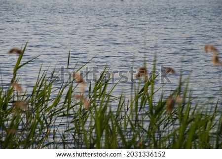 Green reed in lake water. Tall reeds grow in the deep blue water of the forest lake, covered with small waves. Green reed stalks bent slightly from the wind at the top of wheat-colored seeds.