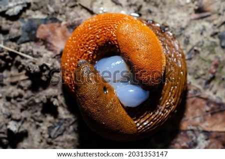 The red slug (Arion rufus) copulation. Red slugs reproduction. Royalty-Free Stock Photo #2031353147