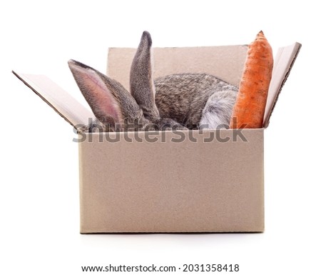 Rabbit with carrots hidden in a box isolated on a white background.