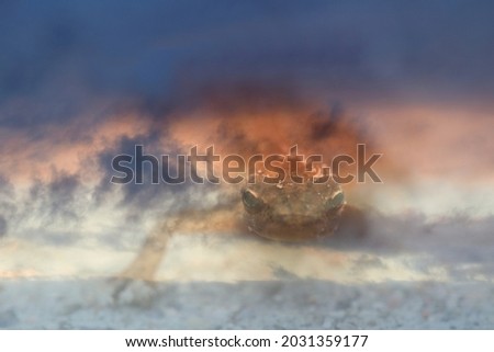 Abstract photo of salamander with colored morning clouds in Dwingelderveld, Netherlands




