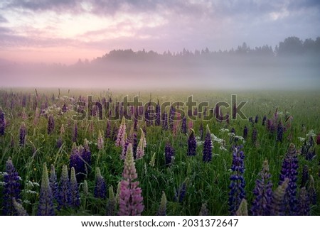 Lupine flowers in a foggy field during sunrise in Sweden Royalty-Free Stock Photo #2031372647