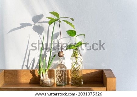 Beautiful hydroponic plants sprout growing from seed in glass of water on the shelf with white background.  Royalty-Free Stock Photo #2031375326