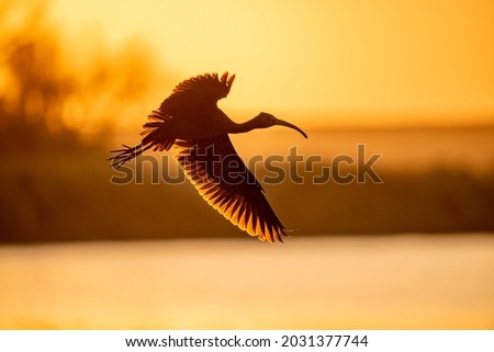 photo of a Hadida flying in golden light
