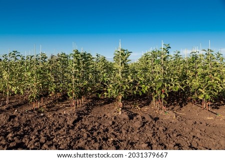 Apple tree seedlings in the nursery on drip irrigation Royalty-Free Stock Photo #2031379667