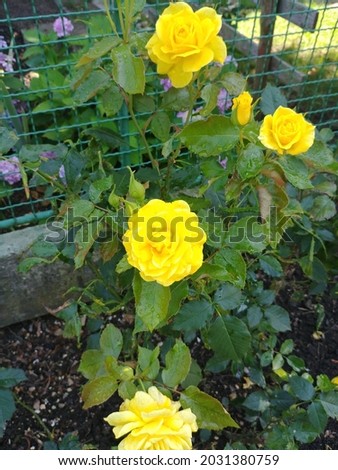 Yellow roses on a sunny day