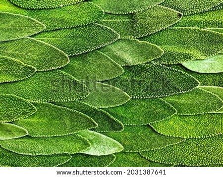 Sage leaves background. Fresh leaves texture. Botanical wallpapers. Shades of green. Selective focus. Macro. Horizontal. Intense green