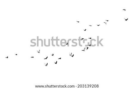 flock of birds on a white background Royalty-Free Stock Photo #203139208