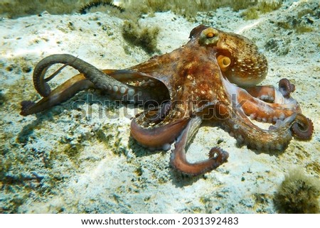 Octopus (Octopus vulgaris Cuvier, 1797) or octopus is a cephalopod of the Octopodidae family at sea. Royalty-Free Stock Photo #2031392483