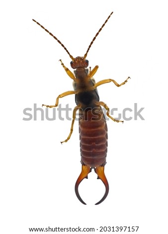 Common earwig, Forficula auricularia, underside of male dermaptera insect isolated on white background