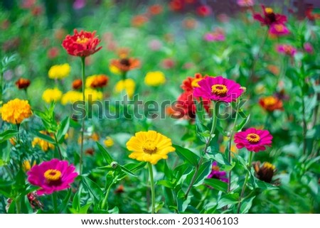 Bright summer flowers on a blurred scenic background.