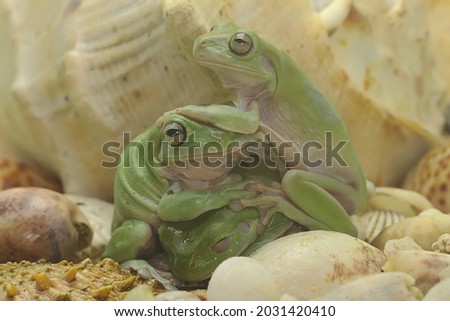 Three dumpy tree frogs resting. This amphibian animal whose natural habitat is in the forests of Papua, Indonesia has the scientific name Litoria caerulea. 