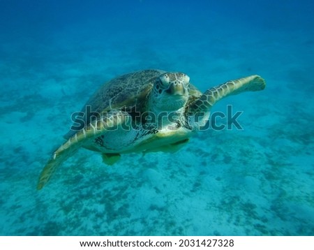 Large sea turtle in the Red Sea bay.