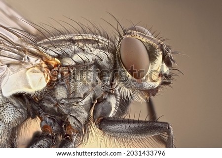 Portrait of a fly super close-up. Incredibly detailed stack photo of an insect on a uniform background. Royalty-Free Stock Photo #2031433796