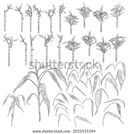 Bamboo forest set, design elements. Traditional Japan and China garden plants. Tree branch with leaves set. Asian rainforest bamboo decoration stems sticks and leaves of the plant collection. Vector.