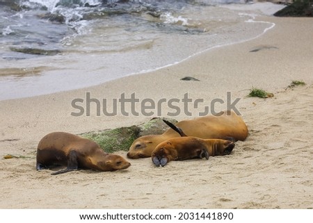 Sea lions and pup sleeping on the sand in La Jolla Cove in California.