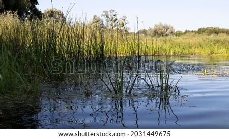 Reeds in the river with reflection. Rural scene. Wild Ukrainian nature. Beauty in nature.