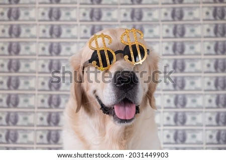 Portrait of a dog in dollar sunglasses on a background of money. A golden retriever sits in front of a hundred dollar bill.