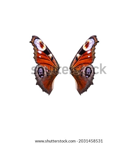 the wings of the orange butterfly aglais io, an isolated insect on a white background