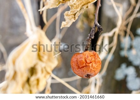 dry orange apple on a tree branch in autumn. last fruit