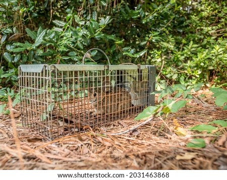 Rabbit in live humane trap. Pest and rodent removal cage. Catch and release wildlife animal control service. Royalty-Free Stock Photo #2031463868