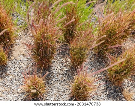 Fountain grass planted on gravel with soil underneath. Dune grass landscape. Maintenance free landscaping with rocks or gravel bed. Landscape with less irrigation water required. 