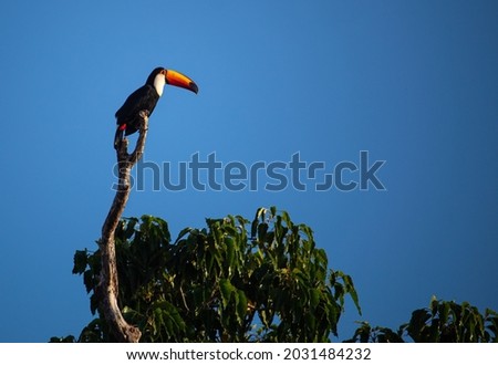 Brazilian toucan on the tree