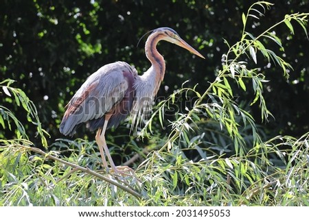 The purple heron, Ardea purpurea, a wide-ranging species of wading bird, family Ardeidae. Heron on tree looking for food. Rare european bird, protected and endangered.