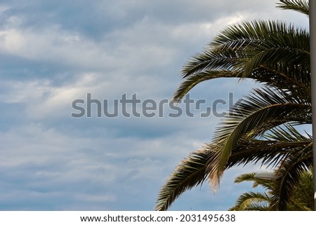 Palm trees against blue sky, Palm trees at tropical coast, coconut tree, summer tree. background with copy space. High quality photo Royalty-Free Stock Photo #2031495638