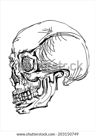 Skull sketch