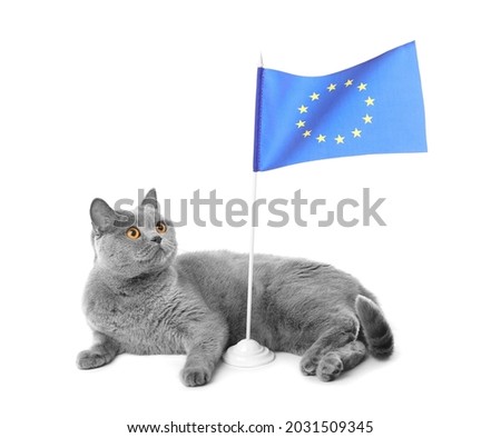 British, Scottish breed cat with EU flag on a white background. International relations. European countries and tourism.