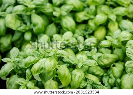 Top-down picture of Genovese basil plants. Basil (Ocimum basilicum), also called sweet basil, is a tender plant, and is used in cuisines worldwide. This cultivar is used for the famous Genoese pesto. Royalty-Free Stock Photo #2031523334