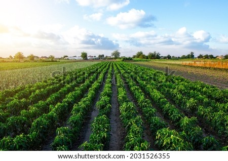 A farm field planted with pepper crops. Growing capsicum peppers, leeks and eggplants. Growing organic vegetables on open ground. Food production. Agroindustry agribusiness. Agriculture, farmland. Royalty-Free Stock Photo #2031526355