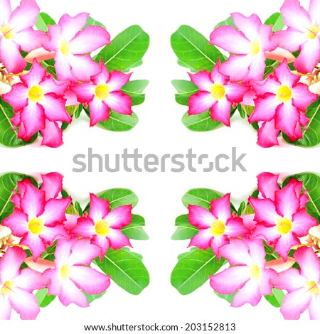 Blossom pink flower, Desert Rose, Impala Lily or Mock Azalea, isolated on a white background