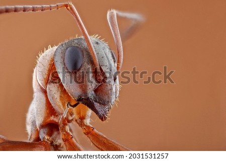 Super macro portrait of an ant. Stack macro photo. Incredible detail of the ant photo. Royalty-Free Stock Photo #2031531257