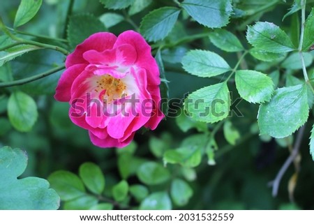 Small cute rose in bloom.