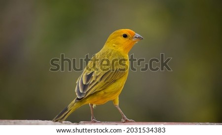Canário da terra, Sicalis flaveola. The canary of the land Scalis flaveola, is also known as the canary of the garden, canary of the tile. Royalty-Free Stock Photo #2031534383