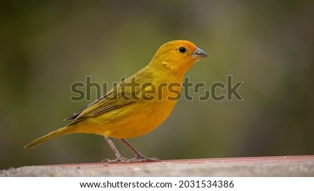 Canário da terra, Sicalis flaveola. The canary of the land Scalis flaveola, is also known as the canary of the garden, canary of the tile. Royalty-Free Stock Photo #2031534386