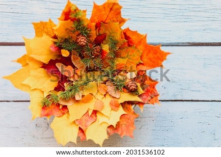 bouquet of red and yellow dry autumn maple leaves stacked on top of each other, on top of them are maple seeds, and a sprig of larch with cones, on a blue wooden background. fall concept, flat lay
