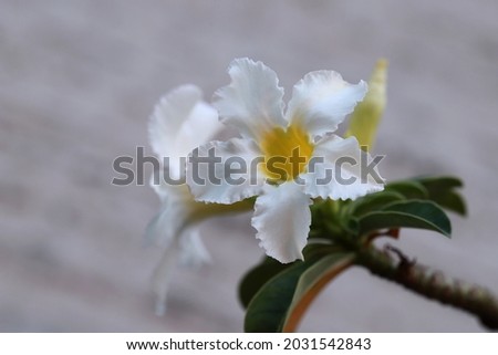 White adenium flower with bright background